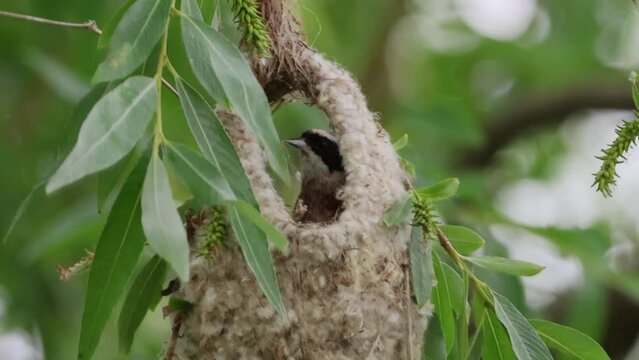 Eurasian Penduline tit sits in the nest (Remiz pendulinus) on a willow branch, build the nest, and looks toward the camera lens with a green background on a cloudy summer day.