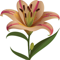lily vector flower