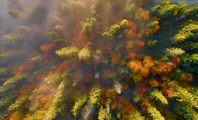 Mountains in clouds at sunrise in summer. Aerial view of mountain peak with green trees in fog. Top view from drone of mountain valley in low clouds