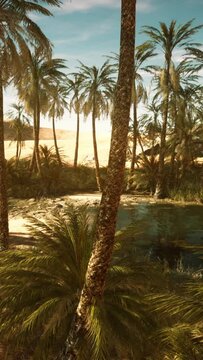 Palm Canyon Oasis in the Colorado Desert