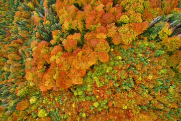 Aerial view of forest in foliage season. Natural green, orange and yellow background.