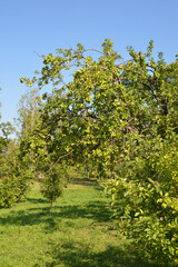 Branches with apples.