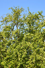 Fototapeta premium Branches with apples.