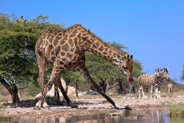 drinking giraffe at a waterhole in Etosha NP