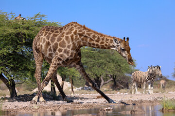 drinking giraffe at a waterhole in Etosha NP