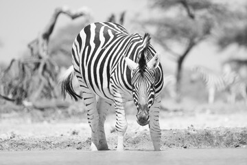 black and white picture of a zebra in a waterhole in Namibia
