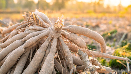 Cassava roots. Sustainable agriculture. Cassava root in tropical farming. Food production and sustainability. Cassava root, staple crop vital for food security, smallholder livelihoods. Tapioca tubers