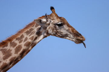 side view portrait of a giraffe showing its tongue