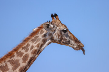 side view portrait of a giraffe showing its tongue