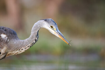 portrait image of a grey egret head