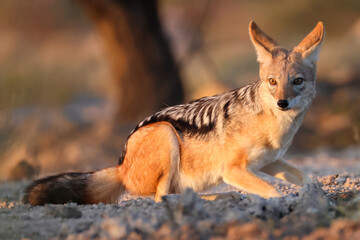 black-backed jackal is reflected in a waterhole in the early morning