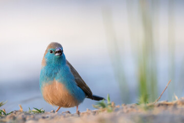 blue waxbill or cordon-bleu bird