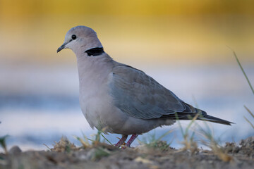 ring-necked dove at a waterhole in Africa