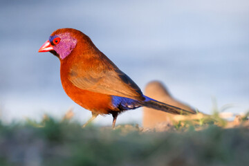 violet-eared waxbill bird