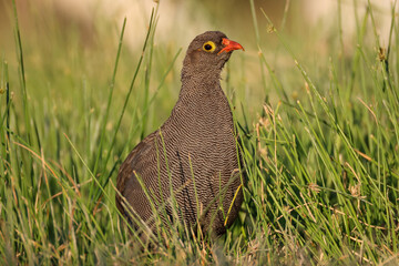 guinea fowl hen in green grass