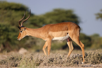male impala antelope in the bushlands of Namibia