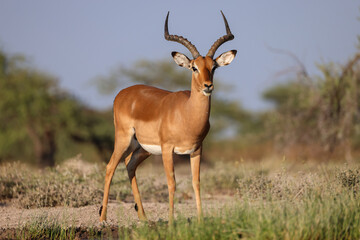 male impala antelope