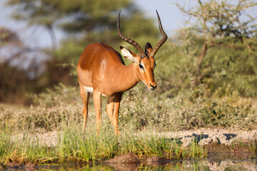 male impala antelope in the bushlands of Namibia