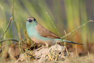 blue waxbill or cordon-bleu bird
