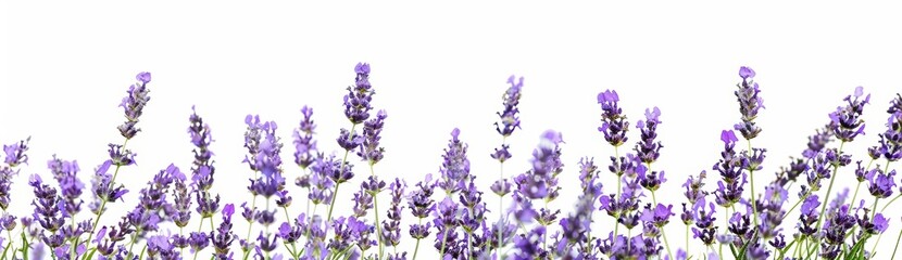 Obraz premium flor de lavanda sobre fondo blanco