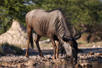 drinking wildebeest in Namibia