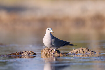 ring-necked dove in a waterhole in Africa