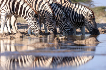 a group of zebras drink at a waterhole in Namibia