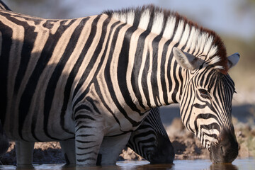 zebras drink at a waterhole in Namibia