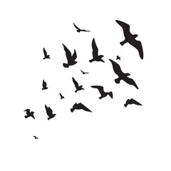birds in flight
