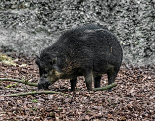 White-lipped peccary digging in the splitters. Latin name - Tayassu pecari