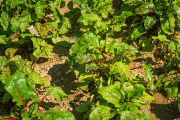 Grządki buraków w ogródku warzywnym | Beetroot beds in the vegetable garden