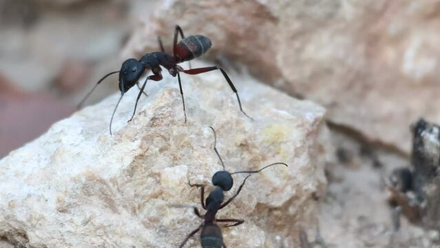 Reconocimiento social de hormigas Camponotus cruentatus, Alcoy, Espa&ntilde;a
