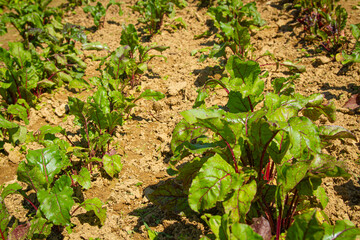 Grządki buraków w ogródku warzywnym | Beetroot beds in the vegetable garden