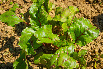 Grządki buraków w ogródku warzywnym | Beetroot beds in the vegetable garden