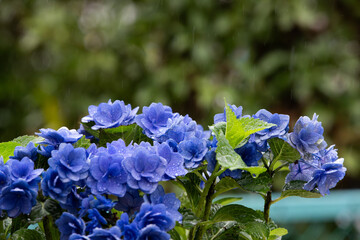 雨の中に咲く青いアジサイ
