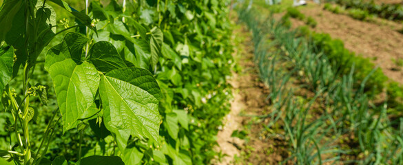 Panoramic view on the bean plants and the blurred vegetable garden in the background   Panorama ukazujące rośliny fasoli i rozmyty ogródek warzywny w tle © Adrian White