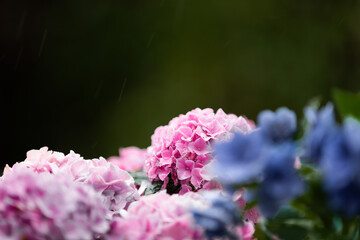 雨の中に咲くピンクのアジサイ