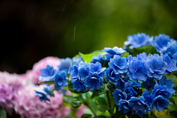 雨の中に咲く青いアジサイ