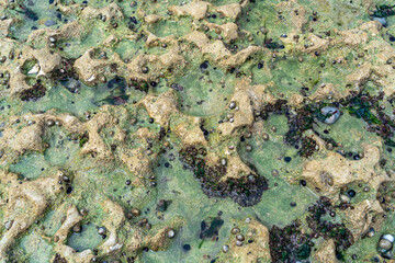 Ebb tide closeup