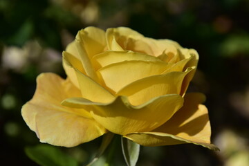 Herbaciane, żółte, pomarańczowe róże, krzewy, pąki, wiele kwiatów, różanecznik   © felicytka