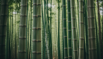 Fototapeta premium Close-up of Verdant Bamboo Grove - Natural Green Beauty