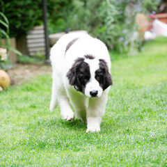 Landseer Welpe läuft durch den Garten