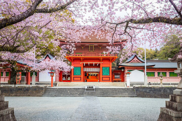 Traditional shrines with blooming cherry blossoms in Japan