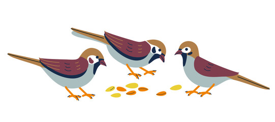 Sparrows eat seeds. Tiny sparrow birds on white background