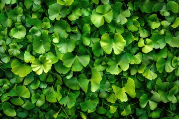 Obraz premium Ginkgo Leaves. Natural leaf texture background. Branches of a ginkgo tree
