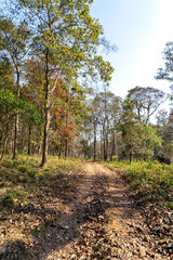Fototapeta premium path in autumn forest