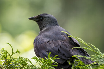Close-up Western jackdaw sits on the branch perpendicular to the camera lens with a green background on a sunny summer day.