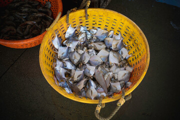 fish in harbor