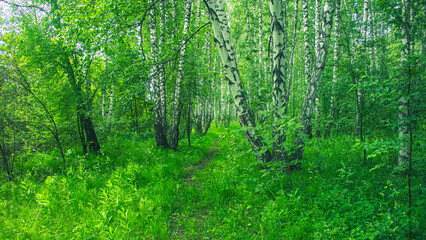 A trail in the birch forest. Forest and birch trees