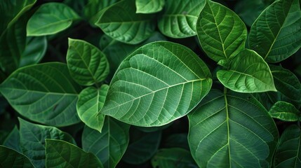 Texture of young green leaves of teak trees at close range